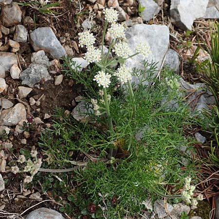 Athamanta cretensis \ Gewhnliche Augenwurz, Alpen-Augenwurz / Candy Carrot, A Rax 28.6.2020