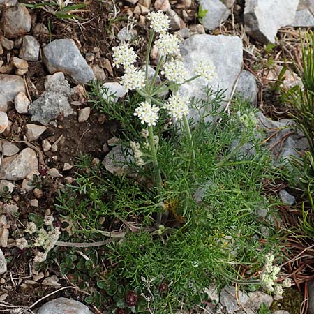 Athamanta cretensis \ Gewhnliche Augenwurz, Alpen-Augenwurz, A Rax 28.6.2020