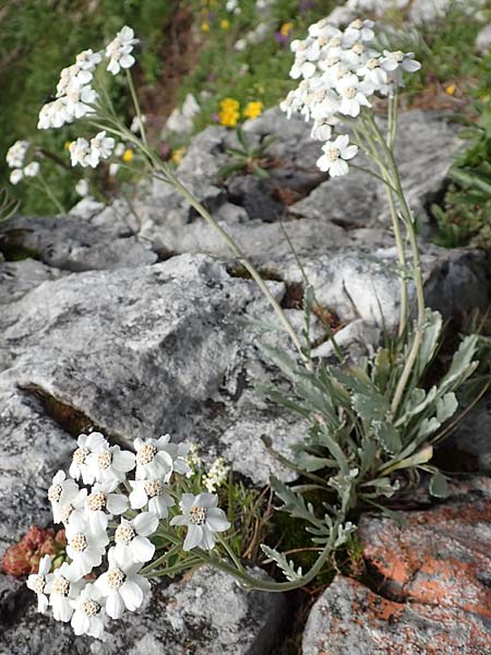 Achillea clavennae \ Bittere Schafgarbe, Weier Speik / Silvery Milfoil, A Schneealpe 30.6.2020