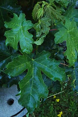 Acer pseudoplatanus \ Berg-Ahorn, A Pölstal-Oberzeiring 25.6.2021