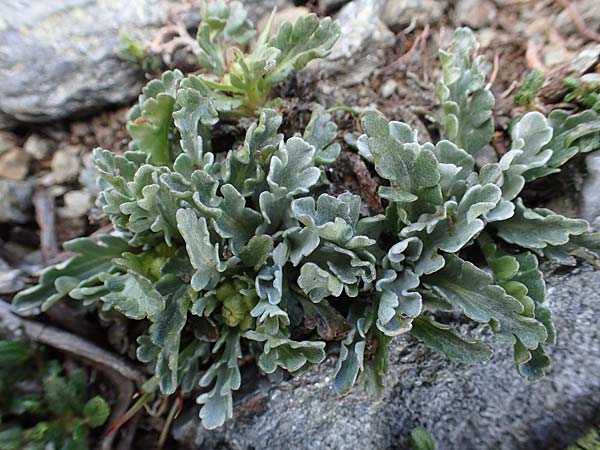 Achillea clavennae \ Bittere Schafgarbe, Weier Speik / Silvery Milfoil, A Wölzer Tauern, Hoher Zinken 26.6.2021