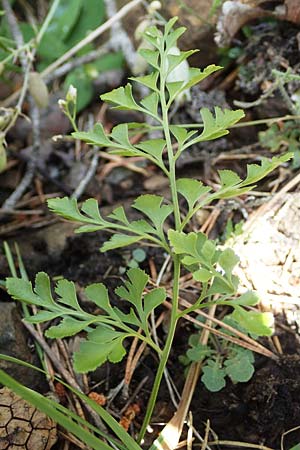 Asplenium cuneifolium \ Serpentin-Streifenfarn / Serpentine Spleenwort, A Kraubath (Mur) 27.6.2021