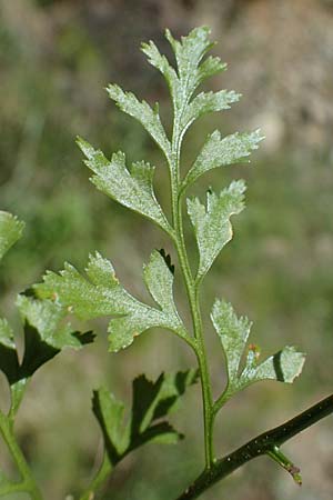 Asplenium cuneifolium \ Serpentin-Streifenfarn / Serpentine Spleenwort, A Kraubath (Mur) 27.6.2021