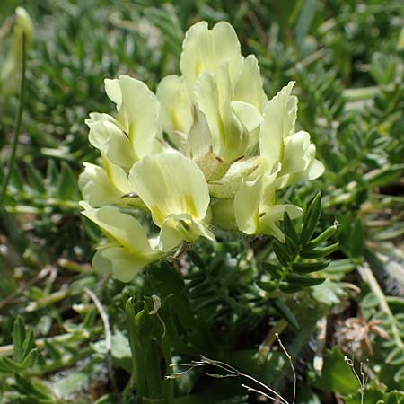 Oxytropis campestris \ Gewhnlicher Alpen-Spitzkiel / Yellow Oxytropis, A Seetaler Alpen, Zirbitzkogel 28.6.2021