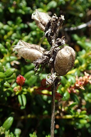 Oxytropis campestris \ Gewhnlicher Alpen-Spitzkiel, A Seetaler Alpen, Zirbitzkogel 28.6.2021