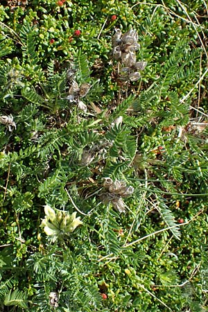 Oxytropis campestris \ Gewhnlicher Alpen-Spitzkiel / Yellow Oxytropis, A Seetaler Alpen, Zirbitzkogel 28.6.2021