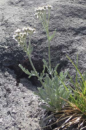 Achillea clavennae \ Bittere Schafgarbe, Weier Speik / Silvery Milfoil, A Pusterwald, Eiskar 29.6.2021