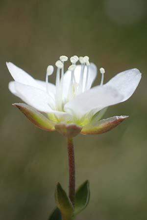 Arenaria ciliata \ Bewimpertes Sandkraut / Fringed Sandwort, Hairy Sandwort, A Wölzer Tauern, Kleiner Zinken 24.7.2021