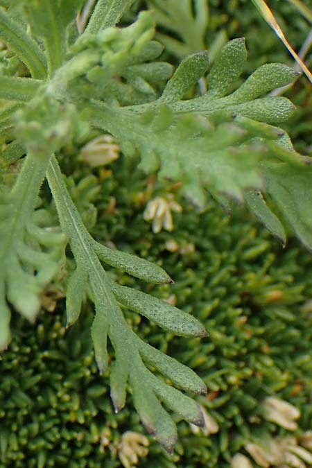 Achillea erba-rotta subsp. moschata \ Moschus-Schafgarbe / Musk Yarrow, Iva, A Wölzer Tauern, Kleiner Zinken 24.7.2021