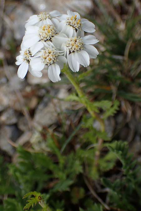 Achillea erba-rotta subsp. moschata \ Moschus-Schafgarbe / Musk Yarrow, Iva, A Wölzer Tauern, Kleiner Zinken 24.7.2021