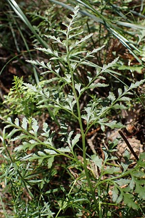 Asplenium cuneifolium \ Serpentin-Streifenfarn / Serpentine Spleenwort, A Kraubath (Mur) 25.7.2021