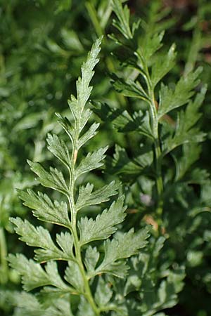 Asplenium cuneifolium \ Serpentin-Streifenfarn / Serpentine Spleenwort, A Kraubath (Mur) 25.7.2021