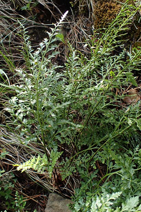 Asplenium cuneifolium \ Serpentin-Streifenfarn / Serpentine Spleenwort, A Kraubath (Mur) 25.7.2021