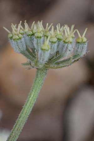 Athamanta cretensis \ Gewhnliche Augenwurz, Alpen-Augenwurz / Candy Carrot, A Eisenerzer Reichenstein 28.7.2021