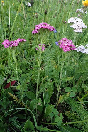 Achillea millefolium subsp. sudetica / Carpathian Yarrow, A Pusterwald, Eiskar 29.7.2021