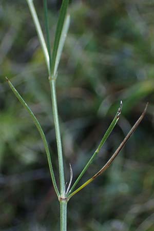 Asperula cynanchica \ Hgel-Meier / Squinancy Wort, A Perchtoldsdorf 22.9.2022