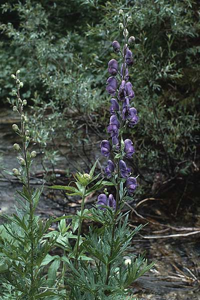 Aconitum napellus s.l. \ Blauer Eisenhut / Monk's-Hood, A Hinterhornbach 16.7.1987