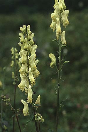 Aconitum lycoctonum, Gelber Eisenhut, Wolfs-Eisenhut Aconitum lycoctonum, Gelber Eisenhut, Wolfs-Eisenhut