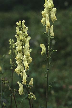 Aconitum lycoctonum subsp. vulparia, Yellow Wolfsbane