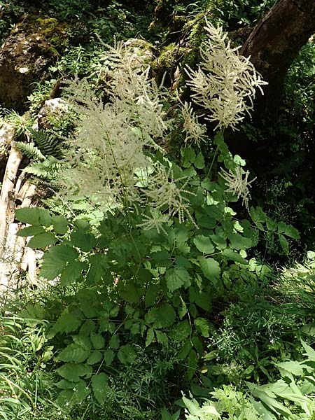 Aruncus dioicus / Goat's Beard, A Steiermark, Pernegg-Mixnitz 4.7.2019