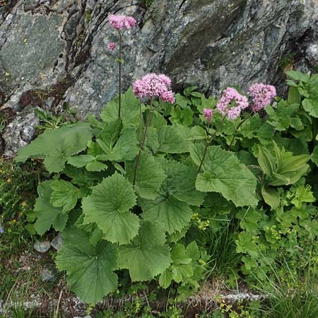 Adenostyles alliariae \ Grauer Alpendost, A Osttirol, Porze 13.7.2019