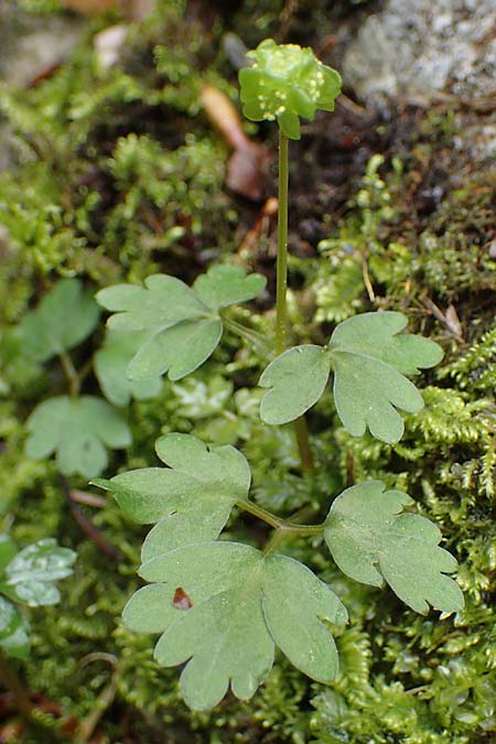 Adoxa moschatellina \ Moschuskraut, A Türnitz 6.5.2022