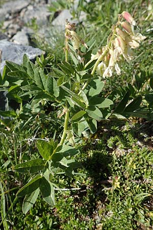 Astragalus frigidus \ Gletscher-Tragant / Pallid Milk-Vetch, A Nockberge, Eisentaler Höhe 10.7.2019