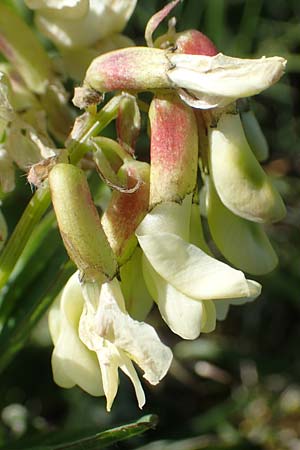 Astragalus frigidus \ Gletscher-Tragant / Pallid Milk-Vetch, A Nockberge, Eisentaler Höhe 10.7.2019