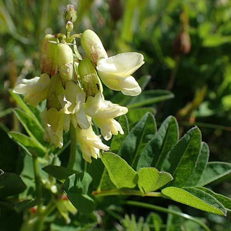 Astragalus frigidus \ Gletscher-Tragant / Pallid Milk-Vetch, A Wölzer Tauern, Hohenwart 29.7.2021