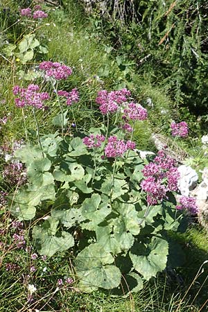 Adenostyles alpina \ Kahler Alpendost / Alpine Plantain, Hedge Garlic, A Kärnten/Carinthia, Petzen 8.8.2016