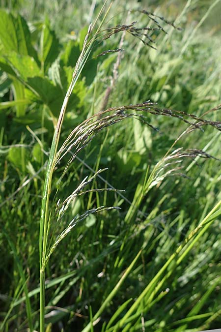 Deschampsia cespitosa \ Rasen-Schmiele / Tufted Hair Grass, Tussock Grass, A Seetaler Alpen, Zirbitzkogel 28.6.2021