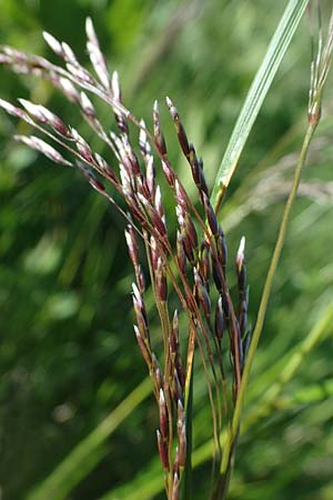 Deschampsia cespitosa \ Rasen-Schmiele / Tufted Hair Grass, Tussock Grass, A Seetaler Alpen, Zirbitzkogel 28.6.2021