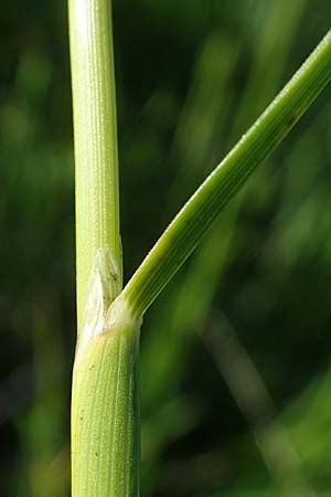 Deschampsia cespitosa \ Rasen-Schmiele / Tufted Hair Grass, Tussock Grass, A Seetaler Alpen, Zirbitzkogel 28.6.2021