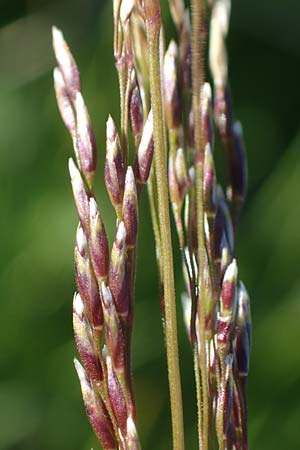 Deschampsia cespitosa \ Rasen-Schmiele / Tufted Hair Grass, Tussock Grass, A Seetaler Alpen, Zirbitzkogel 28.6.2021