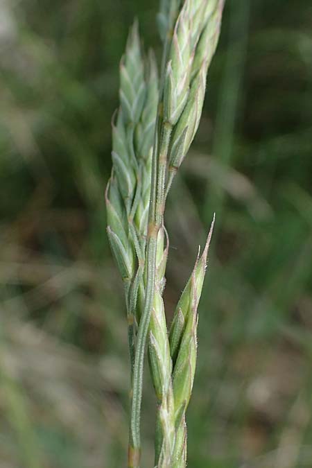 Festuca rupicola ? \ Furchen-Schwingel / Furrowed Fescue, A Seewinkel, Apetlon 8.5.2022