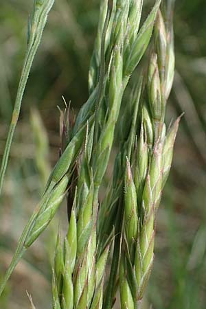 Festuca rupicola ? \ Furchen-Schwingel / Furrowed Fescue, A Seewinkel, Apetlon 8.5.2022