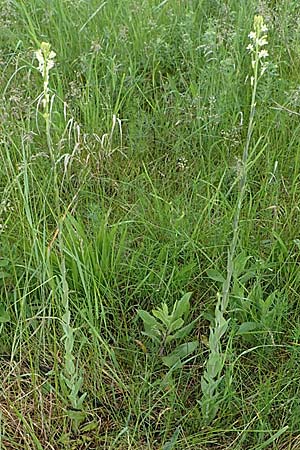 Arabis glabra \ Kahles Turmkraut / Tower Mustard, A Siegendorf 13.5.2022