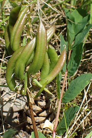 Astragalus glycyphyllos \ Brenschote, A Weikersdorf am Steinfeld 7.7.2023