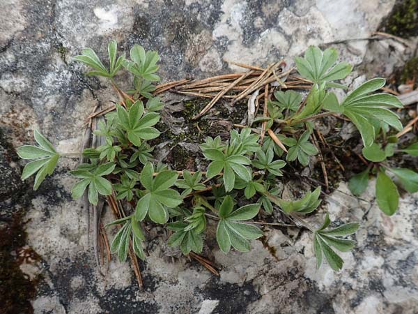 Alchemilla hoppeana agg. \ Hoppes Frauenmantel / Hoppe's Lady's Mantle, A Kärnten/Carinthia, Trögerner Klamm 18.5.2016