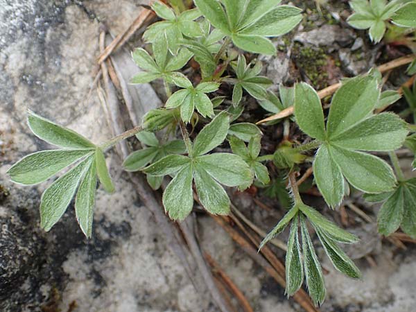 Alchemilla hoppeana agg. / Hoppe's Lady's Mantle, A Carinthia, Trögerner Klamm 18.5.2016