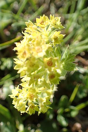 Alchemilla hybrida agg. \ Weichhaariger Frauenmantel, Bastard-Frauenmantel, A Nockberge, Eisentaler Höhe 10.7.2019