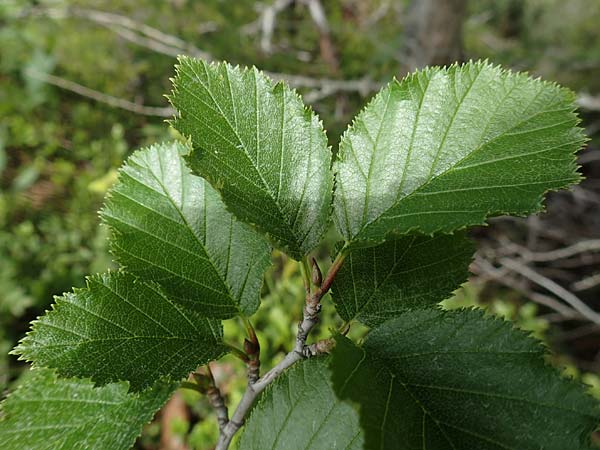 Alnus incana \ Grau-Erle, A Schneealpe 30.6.2020