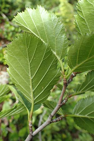 Alnus incana \ Grau-Erle, A Schneealpe 30.6.2020