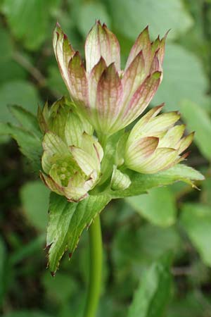 Astrantia major subsp. involucrata \ Krntner Sterndolde / Carinthian Masterwort, A Schneealpe 30.6.2020