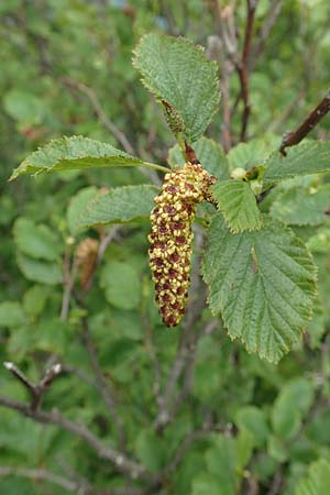 Alnus incana \ Grau-Erle, A Schneealpe 30.6.2020