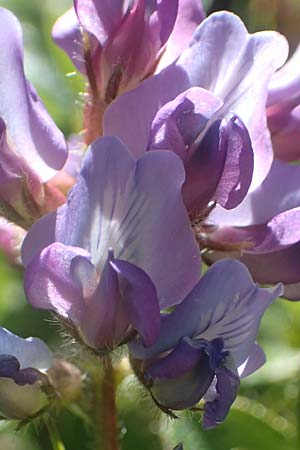 Oxytropis neglecta \ Insubrischer Spitzkiel, Pyrenen-Spitzkiel / Pyrenean Milk-Vetch, A Kärnten/Carinthia, Petzen 8.8.2016