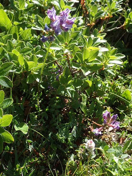 Oxytropis neglecta \ Insubrischer Spitzkiel, Pyrenen-Spitzkiel / Pyrenean Milk-Vetch, A Kärnten/Carinthia, Petzen 8.8.2016