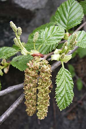 Alnus alnobetula / Green Alder, A Malta - Valley 7.6.2008