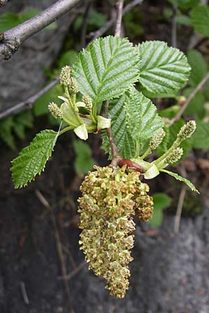 Alnus alnobetula / Green Alder, A Malta - Valley 7.6.2008