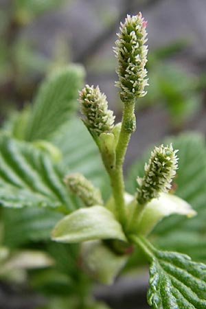 Alnus alnobetula / Green Alder, A Malta - Valley 7.6.2008